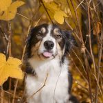 #TongueOutTuesday (42), hondenfotografie, Border Collie, herfst in Zweden, Belgen in het buitenland, Belgen in Zweden, www.DOGvision.be
