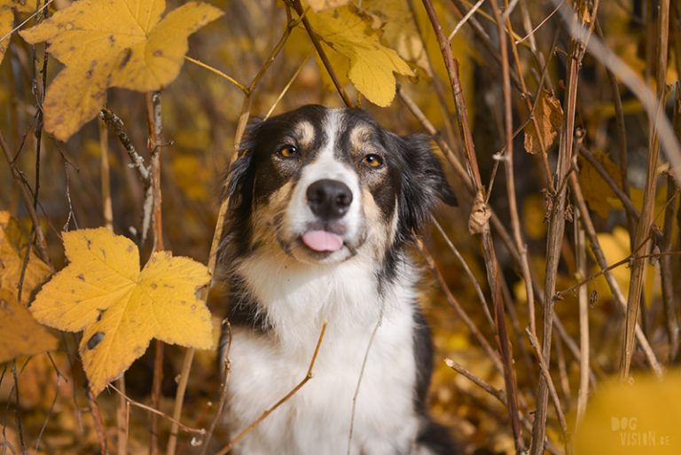#TongueOutTuesday (42), hondenfotografie, Border Collie, herfst in Zweden, Belgen in het buitenland, Belgen in Zweden, www.DOGvision.be