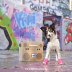 Graffiti, tongue out tuesday, hondenfotografie, hondenfotograaf, bordercollie model, stadshonden, www.dogvision.be