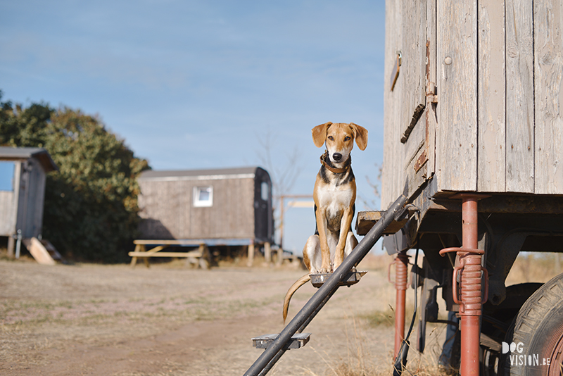 Road trip Europa met onze honden, hondvriendelijke camping Duitsland, adoptie hond Lizzie uit Kreta, hondenfotografie DOGvision.be