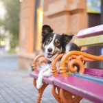 #TongueOutTuesday (41), www.dogvision.be