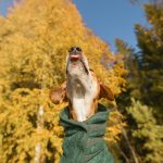#TongueOutTuesday (45), honden blog, herfstfoto's honden, wandelen in Zweden, hondenfotografie www.DOGvision.be