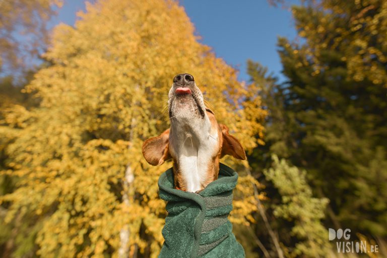 #TongueOutTuesday (45), honden blog, herfstfoto's honden, wandelen in Zweden, hondenfotografie www.DOGvision.be
