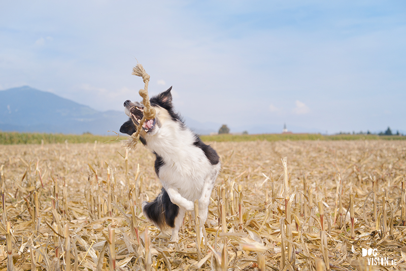 ipsept18-329bSeptember road trip deel 2: Slovenië, glamping met honden, hondenfotografie, reizen met honden, www.DOGvision.be