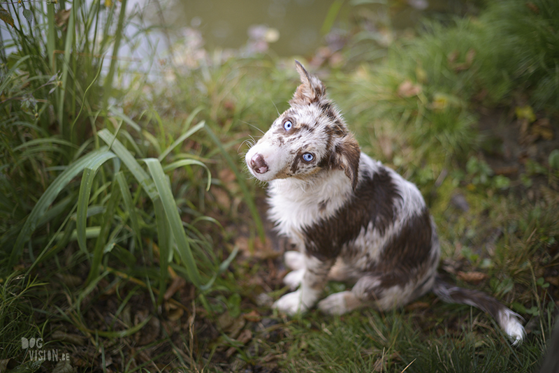 ipsept18-329bSeptember road trip deel 2: Slovenië, glamping met honden, hondenfotografie, reizen met honden, www.DOGvision.be