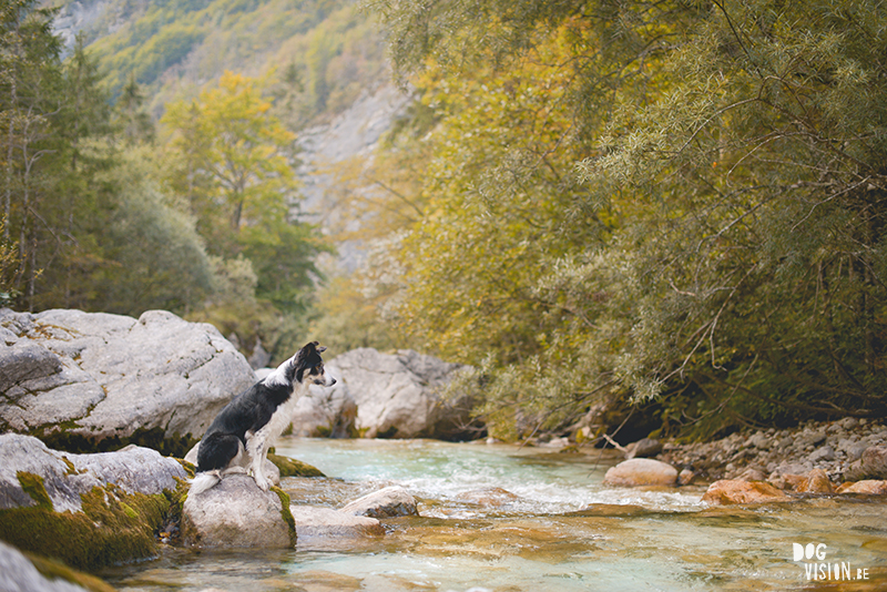 ipsept18-329bSeptember road trip deel 2: Slovenië, glamping met honden, hondenfotografie, reizen met honden, www.DOGvision.be