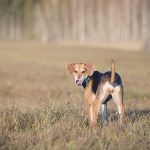 #TongueOutTuesday (51), hondenfotografie Zweden, honden blog, reizen met honden, Belgen in het buitenland, www.DOGvision.be