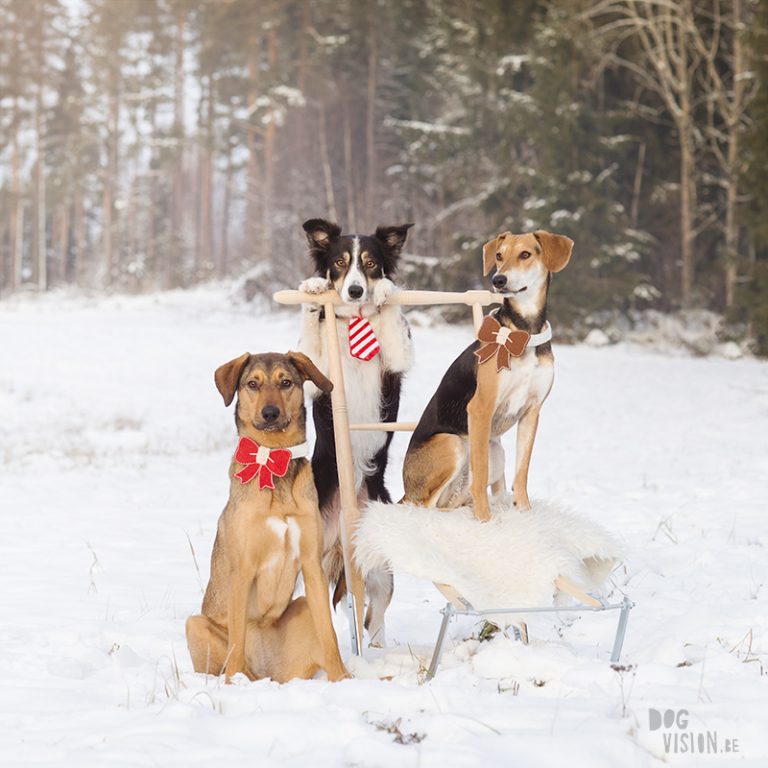 #TongueOutTuesday (52), studio foto rescue Kreta, puppy, hondenfotografie, hondenfotograaf, honden in Zweden, www.DOGvision.be