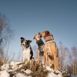 #TongueOutTuesday (03), groepsfoto honden, hondenfotografie, www.DOGvision.be
