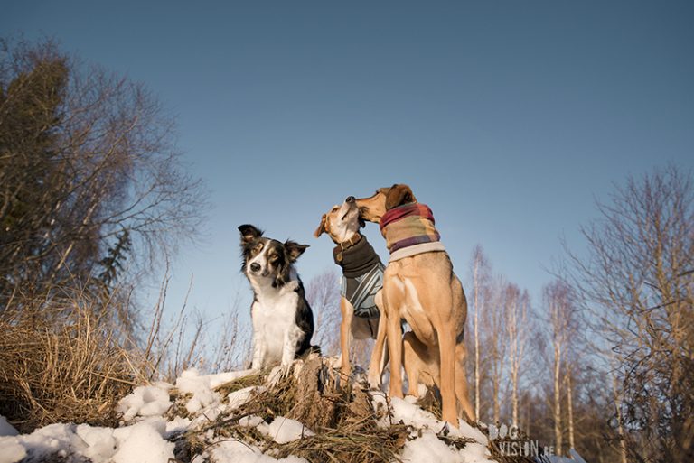 #TongueOutTuesday (03), groepsfoto honden, hondenfotografie, www.DOGvision.be