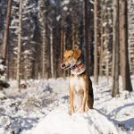 Winter in Zweden, hondenfotografie, honden in Zweden, wandelen Zweden, www.DOGvision.be