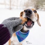 Zelfgemaakt hondenkoekje, honden bandana, hondenfotograaf Europa, honden in Zweden, www.DOGvision.be