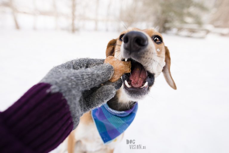 Zelfgemaakt hondenkoekje, honden bandana, hondenfotograaf Europa, honden in Zweden, www.DOGvision.be