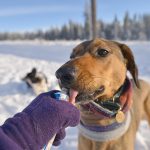 #TongueOutTuesday (07), hondenblog, honden in Zweden, verhuizen naar Zweden met honden, hondenfotografie, hondenfotograaf, www.DOGvision.be