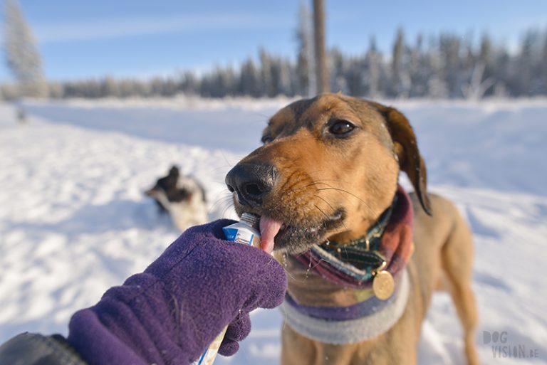 #TongueOutTuesday (07), hondenblog, honden in Zweden, verhuizen naar Zweden met honden, hondenfotografie, hondenfotograaf, www.DOGvision.be