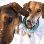 #TongueOutTuesday (07), hondenblog, honden in Zweden, verhuizen naar Zweden met honden, hondenfotografie, hondenfotograaf, www.DOGvision.be