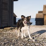 Vissersdorp in Gotland, Zweden, hondenfotografie en reizen met honden, hondenblog, www.DOGvision.be