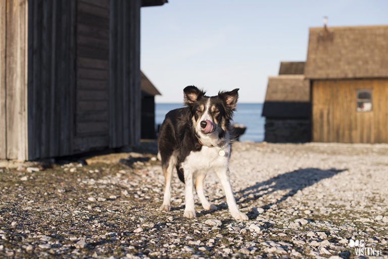 Vissersdorp in Gotland, Zweden, hondenfotografie en reizen met honden, hondenblog, www.DOGvision.be