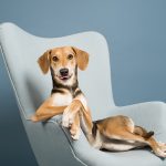 #TongueOutTuesday (11), hondenfotografie, wonen in Zweden, honden in Zweden, www.DOGvision.be