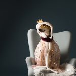 Birthday dog photoshoot, dog photography photoshoot, European photographers, hundfotograf, hondenfotografie, www.DOGvision.eu