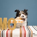 Verjaardag hond, Border Collie, www.DOGvision.be