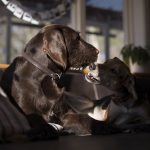 honden blog, hondenfotografie, wonen in Zweden, honden in Zweden, www.DOGvision.be