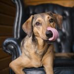 hondenfotografie Zweden, wandelen in Zweden, honden blog, www.DOGvision.be