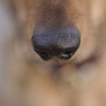 Hondenfotografie, hondenfotograaf, Fenne Kustermans, www.dogvision.be, fotografie Zweden, Dalarna, honden blog