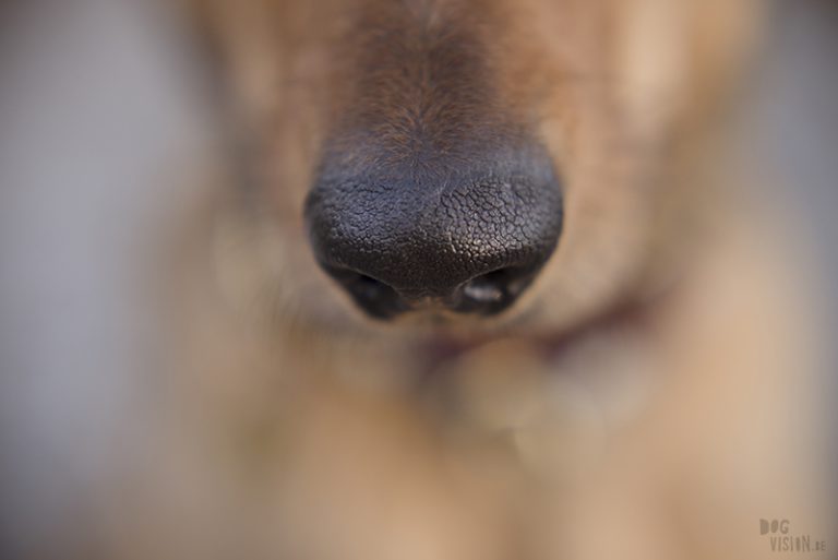 Hondenfotografie, hondenfotograaf, Fenne Kustermans, www.dogvision.be, fotografie Zweden, Dalarna, honden blog