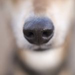 Dog photography DOGvision, dog nose, macro photography, www.DOGvision.eu