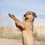 Hondenblog, Border Collie, straathond Bosnië, straathond Kreta, hondenfotograaf, hondenfotografie, Zweden, www.DOGvision.be