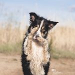 #TongueOutTuesday (22), hondenfotografie, hondenblog, www.DOGvision.be