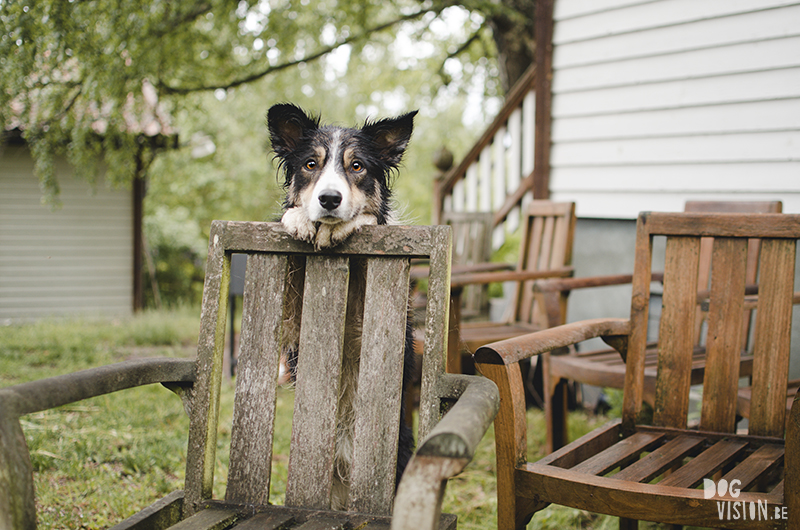 #TongueOutTuesday (23), hondenfotografie blog, honden blog, wandelen in Zweden, Dalarna, Border Collie, www.DOGvision.be