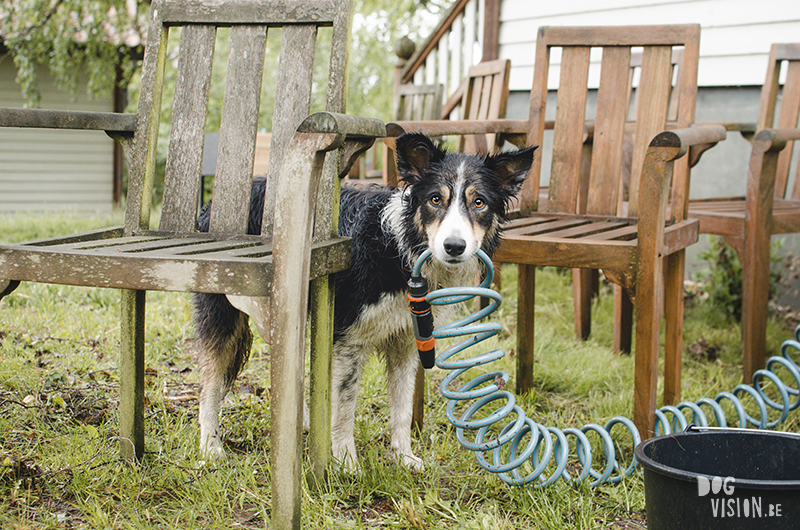 #TongueOutTuesday (23), hondenfotografie blog, honden blog, wandelen in Zweden, Dalarna, Border Collie, www.DOGvision.be