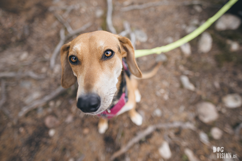 #TongueOutTuesday (23), hondenfotografie blog, honden blog, wandelen in Zweden, Dalarna, www.DOGvision.be