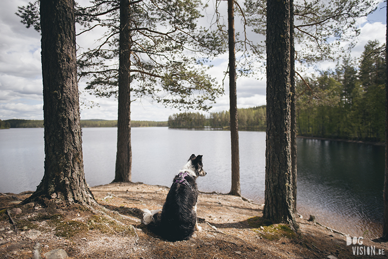 #TongueOutTuesday (23), hondenfotografie blog, honden blog, wandelen in Zweden, Dalarna, Border Collie, www.DOGvision.be