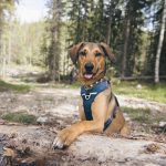 #TongueOutTuesday (23), hondenfotografie blog, honden blog, wandelen in Zweden, Dalarna, www.DOGvision.be