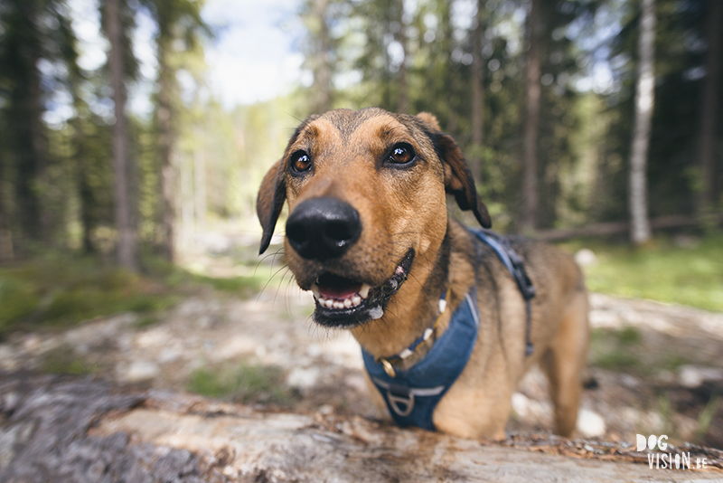 #TongueOutTuesday (23), hondenfotografie blog, honden blog, wandelen in Zweden, Dalarna, www.DOGvision.be