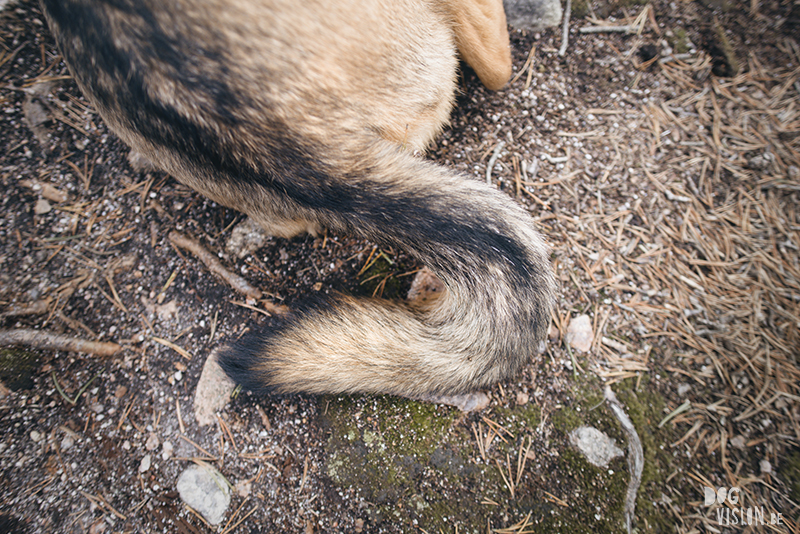 #TongueOutTuesday (23), hondenfotografie blog, honden blog, wandelen in Zweden, Dalarna, www.DOGvision.be