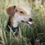 Zwemmen in de Zweedse meren, zomer in Zweden, honden in Zweden, hondenfotografie DOGvision, www.DOGvision.be