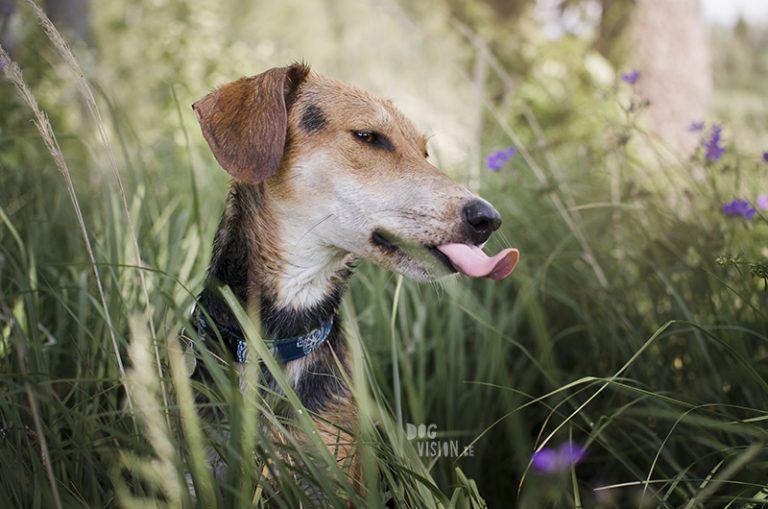 Zwemmen in de Zweedse meren, zomer in Zweden, honden in Zweden, hondenfotografie DOGvision, www.DOGvision.be