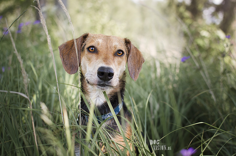 Zwemmen in de Zweedse meren, zomer in Zweden, honden in Zweden, hondenfotografie DOGvision, www.DOGvision.be