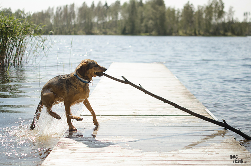 Zwemmen in de Zweedse meren, zomer in Zweden, honden in Zweden, hondenfotografie DOGvision, www.DOGvision.be