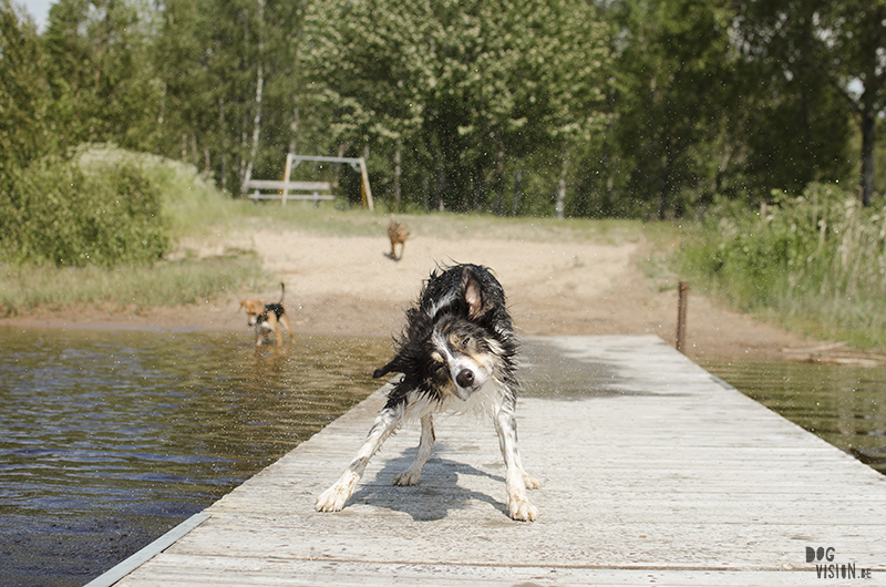 Zwemmen in de Zweedse meren, zomer in Zweden, honden in Zweden, hondenfotografie DOGvision, www.DOGvision.be