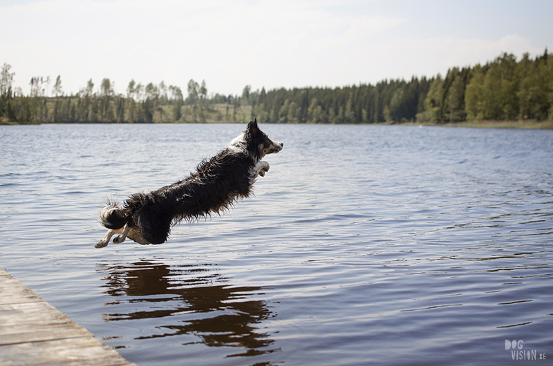 Zwemmen in de Zweedse meren, zomer in Zweden, honden in Zweden, hondenfotografie DOGvision, www.DOGvision.be