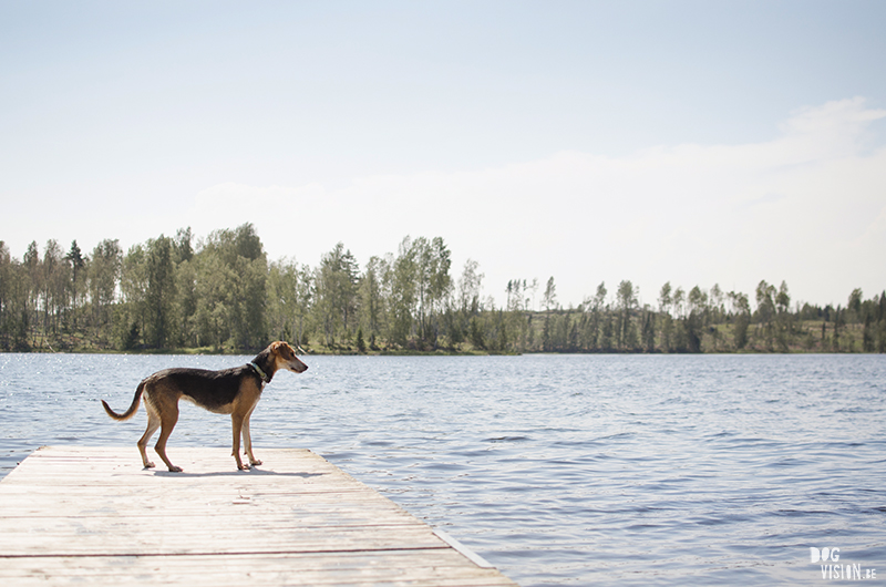 Zwemmen in de Zweedse meren, zomer in Zweden, honden in Zweden, hondenfotografie DOGvision, www.DOGvision.be