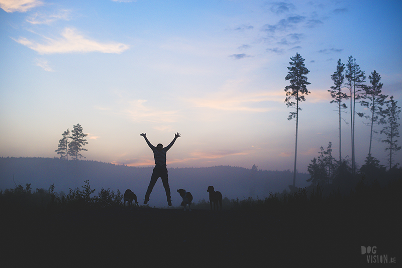 Jumping up and down from joy, sunset dog photoshoot, hiking in Sweden. www.DOGvision.eu