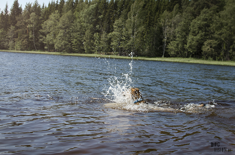 Zwemmen in de Zweedse meren, zomer in Zweden, honden in Zweden, hondenfotografie DOGvision, www.DOGvision.be