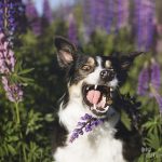 Funny Border Collie face, dog catching cookie, tricolor Border Collie, www.DOGvision.eu