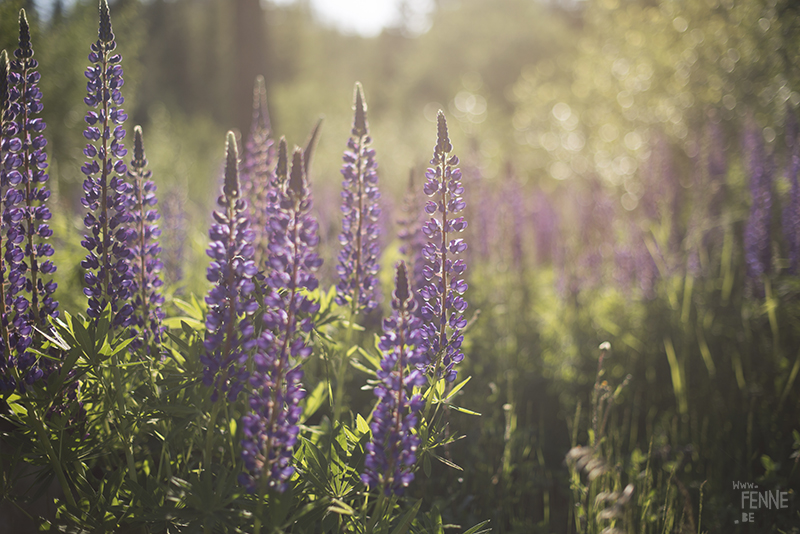 foto Lupines Zweden, midsommar viering Zweden, www.DOGvision.be